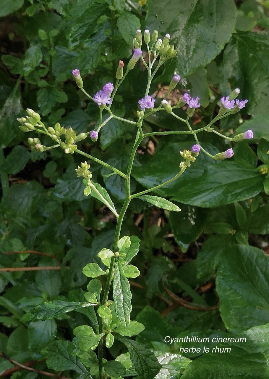 Cyanthillium cinereum.herbe le rhum.herbe goni.asteraceae.espèce envahissante..jpeg