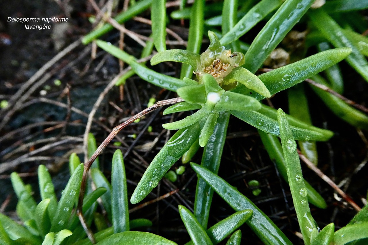 Delosperma napiforme.lavangère.aizoaceae.endémique Réunion. (1).jpeg