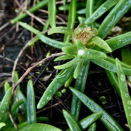 Delosperma napiforme.lavangère.aizoaceae.endémique Réunion. (1).jpeg