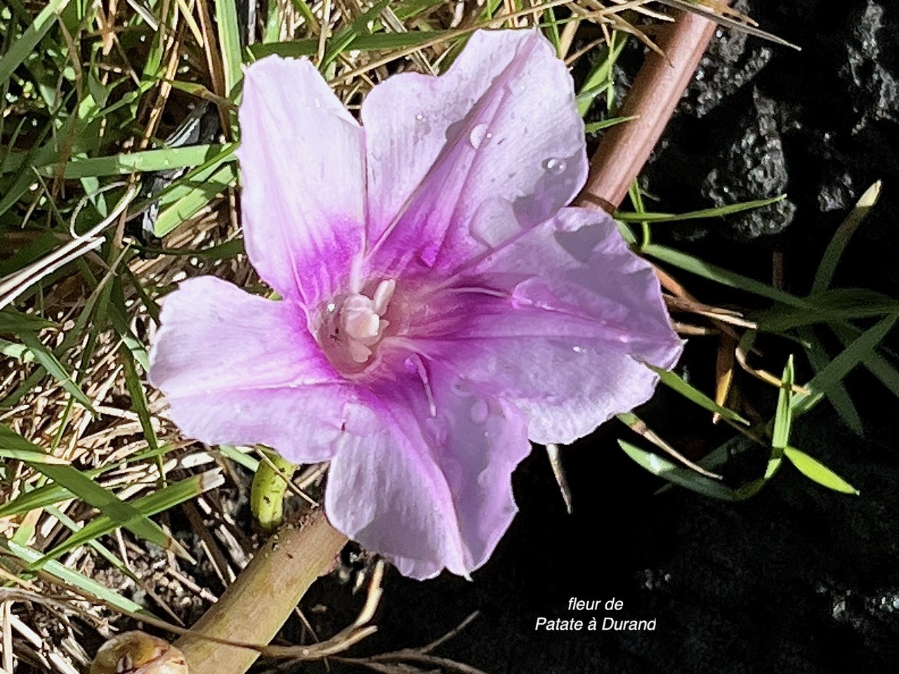 Ipomoea pes-caprae.patate à Durand.convolvulaceae.indigène Réunion. (1).jpeg