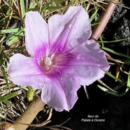 Ipomoea pes-caprae.patate à Durand.convolvulaceae.indigène Réunion. (1).jpeg