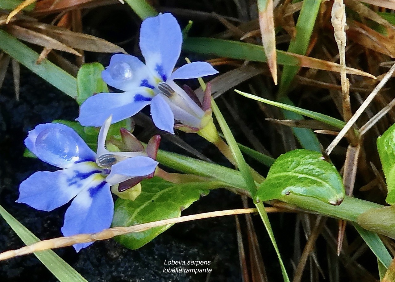 Lobelia serpens Lam.lobélie rampante.campanulaceae.endémique Madagascar Mascareignes..jpeg