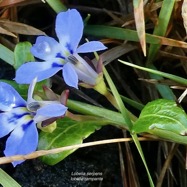 Lobelia serpens Lam.lobélie rampante.campanulaceae.endémique Madagascar Mascareignes..jpeg