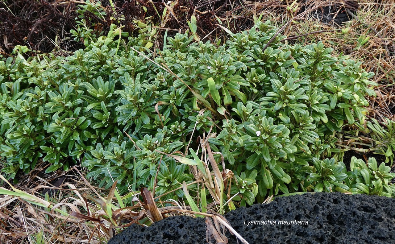 Lysimachia mauritiana. lysimaque de Maurice.primulaceae.indigène Réunion. (1).jpeg