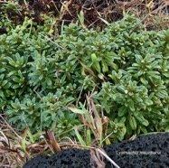 Lysimachia mauritiana. lysimaque de Maurice.primulaceae.indigène Réunion. (1).jpeg