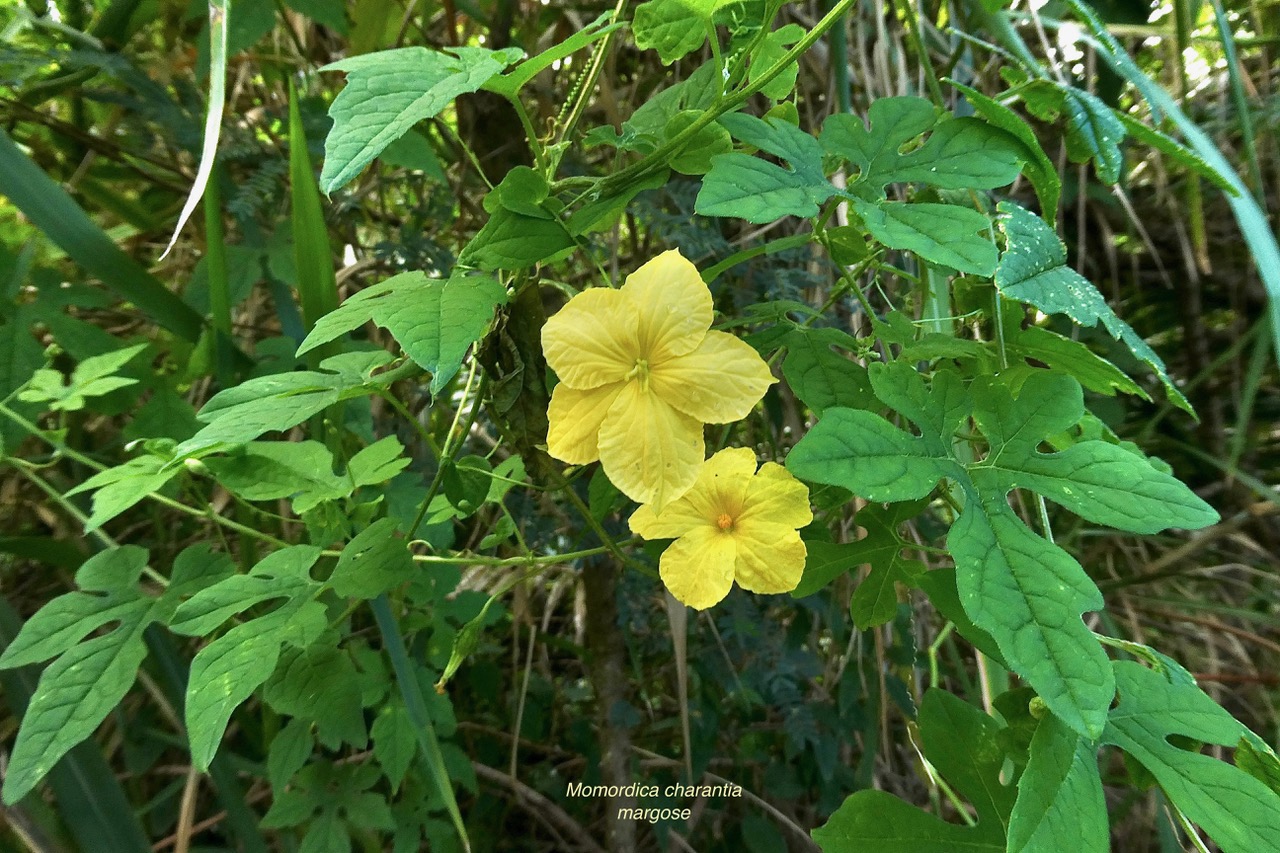 Momordica charantia.margose.cucurbitaceae.amphinaturalisé.cultivé..jpeg