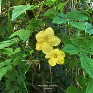 Momordica charantia.margose.cucurbitaceae.amphinaturalisé.cultivé..jpeg