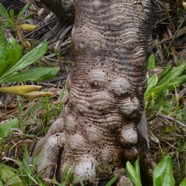 Pandanus utilis Bory.vacoi.( tronc ) pandanaceae..jpeg