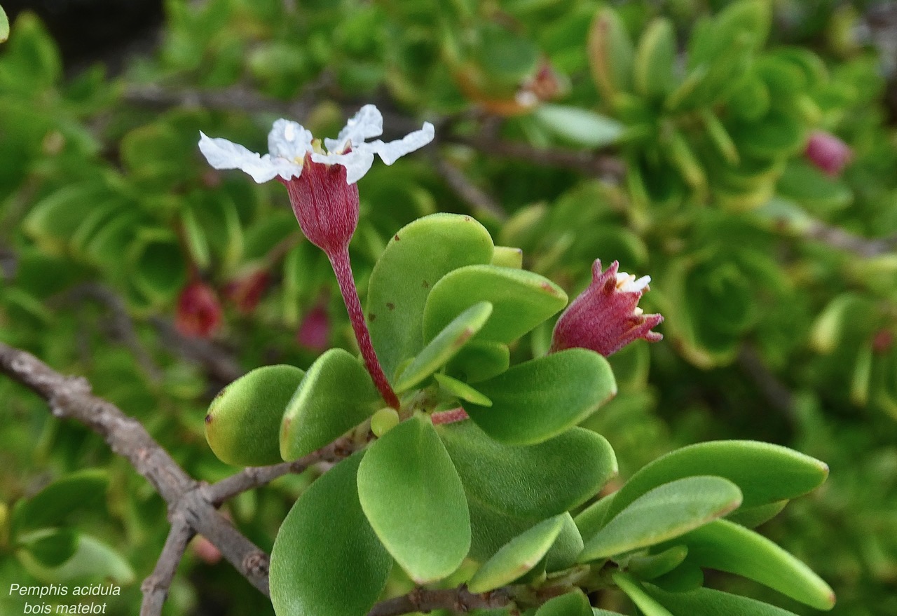 Pemphis acidula.bois matelot.lythraceae.indigène Réunion. (1).jpeg