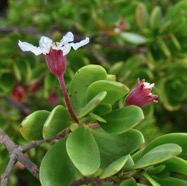 Pemphis acidula.bois matelot.lythraceae.indigène Réunion. (1).jpeg