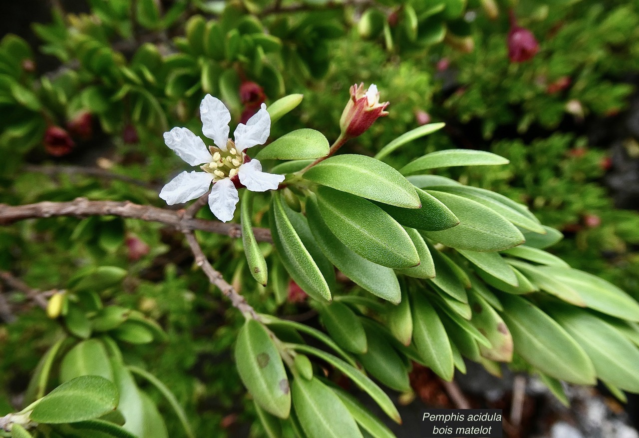 Pemphis acidula.bois matelot.lythraceae.indigène Réunion. (2).jpeg