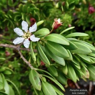 Pemphis acidula.bois matelot.lythraceae.indigène Réunion. (2).jpeg