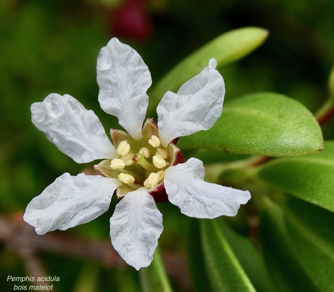 Pemphis acidula.bois matelot.lythraceae.indigène Réunion. (3).jpeg