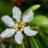 Pemphis acidula.bois matelot.lythraceae.indigène Réunion. (3).jpeg