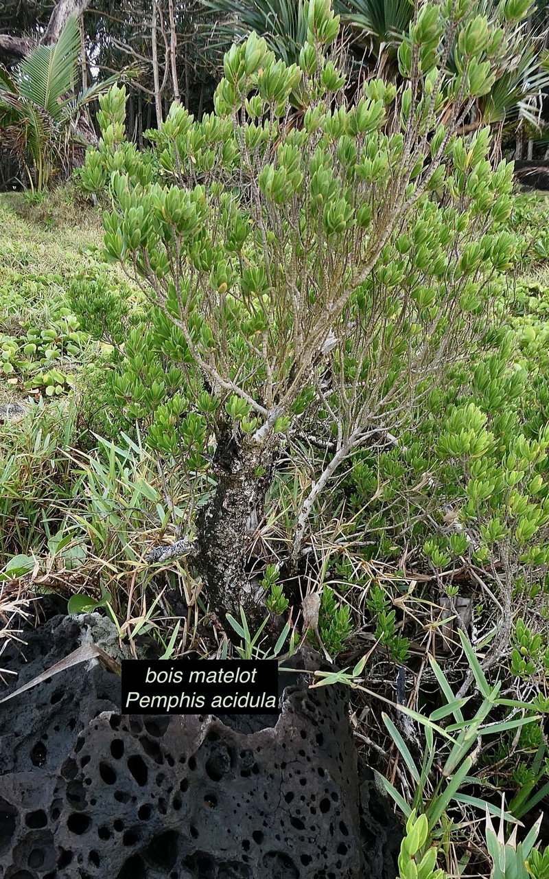 Pemphis acidula.bois matelot.lythraceae.indigène Réunion. (4).jpeg