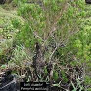 Pemphis acidula.bois matelot.lythraceae.indigène Réunion. (4).jpeg