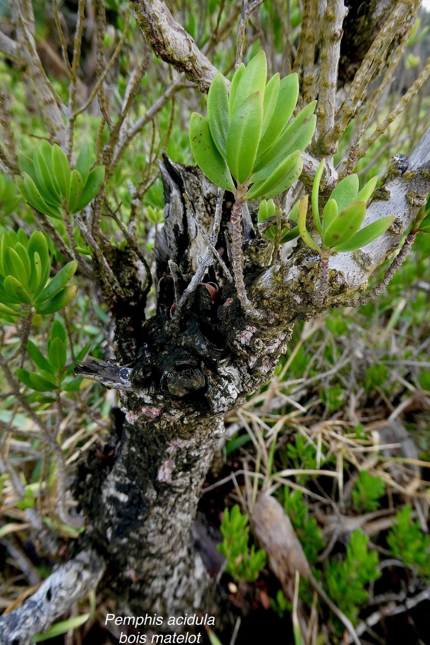 Pemphis acidula.bois matelot.lythraceae.indigène Réunion. (6).jpeg