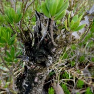 Pemphis acidula.bois matelot.lythraceae.indigène Réunion. (6).jpeg