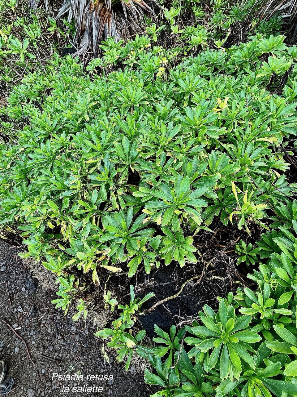 Psiadia retusa. la salière. la saliette. asteraceae. endémique Réunion. (1).jpeg