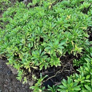 Psiadia retusa. la salière. la saliette. asteraceae. endémique Réunion. (1).jpeg