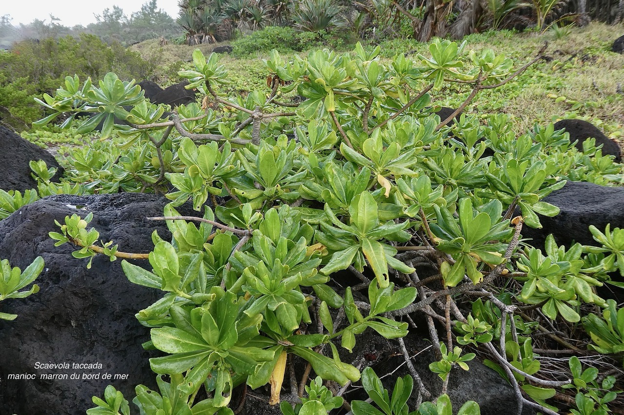 Scaevola taccada.manioc marron du bord de mer.goodeniaceae.espèce cultivée.indigène Réunion. (1).jpeg