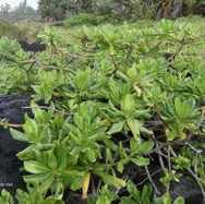 Scaevola taccada.manioc marron du bord de mer.goodeniaceae.espèce cultivée.indigène Réunion. (1).jpeg