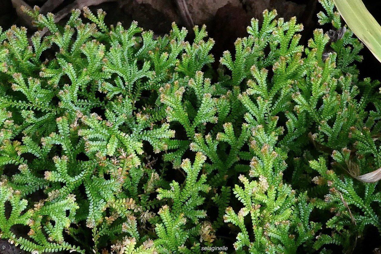 Selaginella obtusa.petite patte de lézard.?? selaginellaceae.indigène Réunion..jpeg