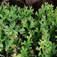 Selaginella obtusa.petite patte de lézard.?? selaginellaceae.indigène Réunion..jpeg