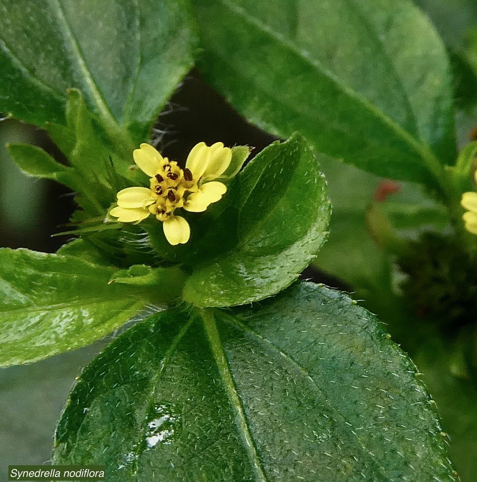 Synedrella nodiflora.cochon gras. asteraceae.amphinaturalisée.espèce envahissante..jpeg