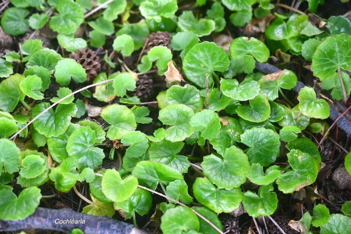 Centella asiatica Cochléaria Apiaceae Indigène La Réunion 2078.jpeg