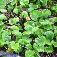 Centella asiatica Cochléaria Apiaceae Indigène La Réunion 2078.jpeg