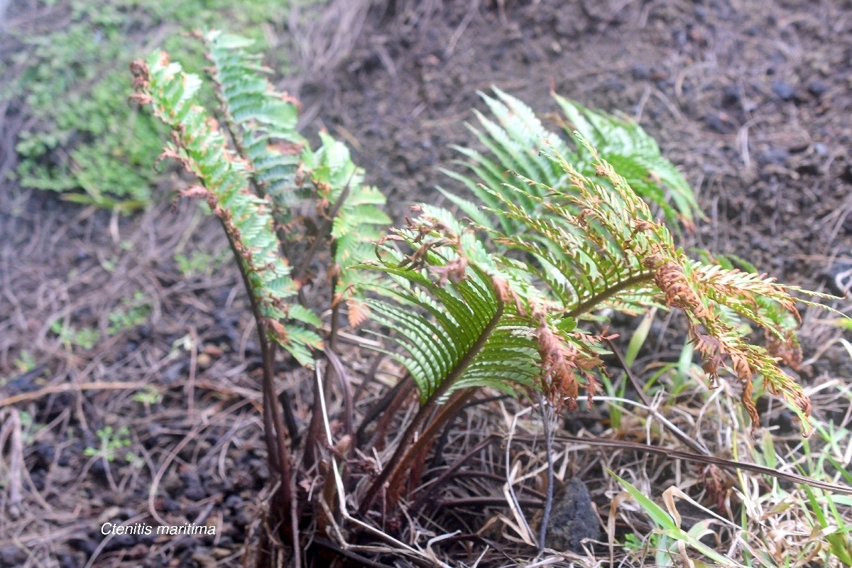 Ctenitis maritima Dryopteridaceae Endémique La Réunion 2119.jpeg