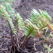 Ctenitis maritima Dryopteridaceae Endémique La Réunion 2119.jpeg