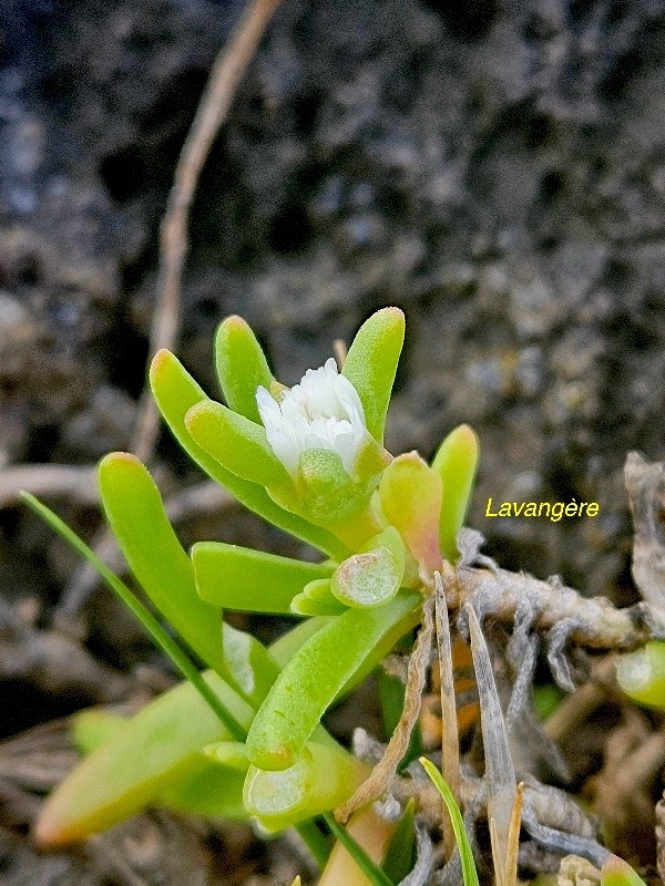 Delosperma napiforme Lavangère Aizoaceae Endémique La Réunion 442.jpeg