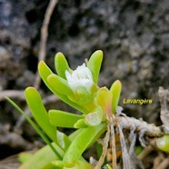 Delosperma napiforme Lavangère Aizoaceae Endémique La Réunion 442.jpeg