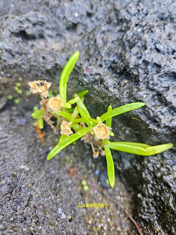 Delosperma napiforme Lavangère Aizoaceae Endémique La Réunion 550.jpeg