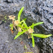 Delosperma napiforme Lavangère Aizoaceae Endémique La Réunion 550.jpeg