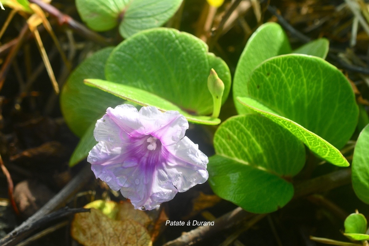 Ipomea pes-caprae Patate à Durand  Convolvulaceae  Indigène La Réunion 2086.jpeg