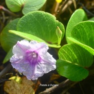 Ipomea pes-caprae Patate à Durand  Convolvulaceae  Indigène La Réunion 2086.jpeg