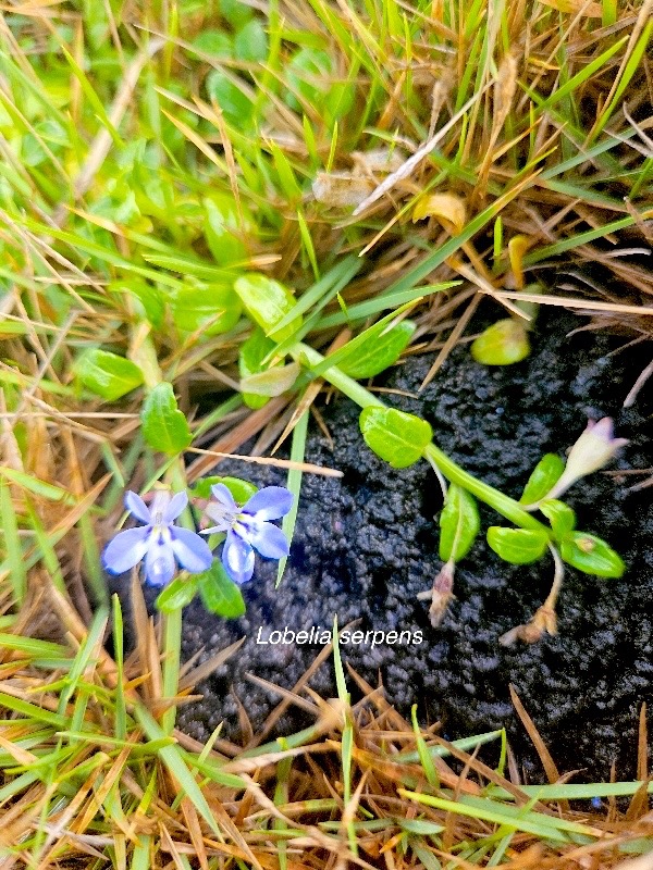 Lobelia serpens Campanulaceae  Indigène La Réunion 658.jpeg