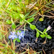 Lobelia serpens Campanulaceae  Indigène La Réunion 658.jpeg