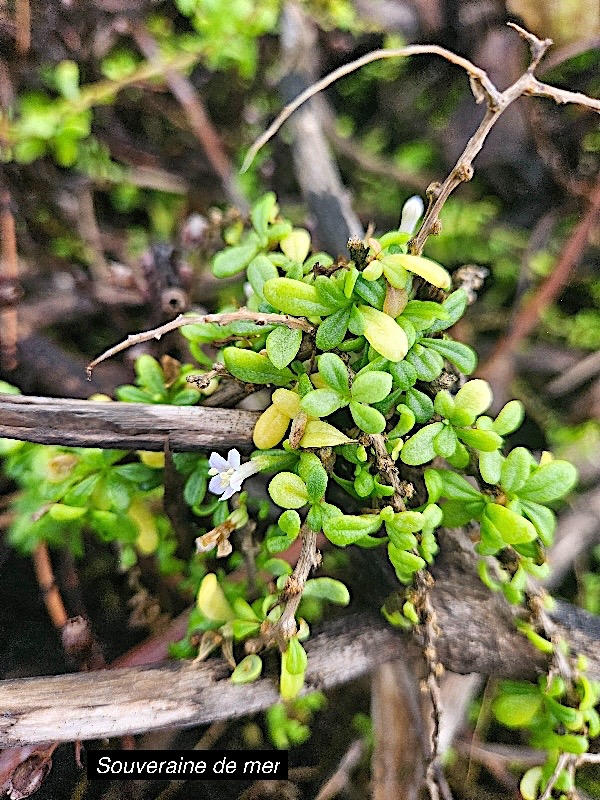 Lycium mascarenense Souveraine de mer S olanaceae Indigène La Réunion 32.jpeg