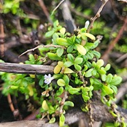 Lycium mascarenense Souveraine de mer S olanaceae Indigène La Réunion 32.jpeg