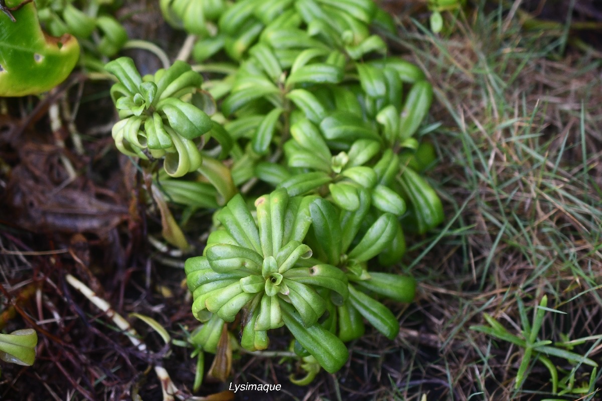 Lysimachia mauritiana Lysimaque Primu laceae Indigène La Réunion 2080.jpeg