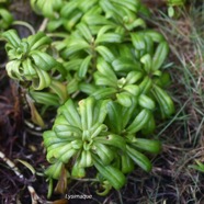 Lysimachia mauritiana Lysimaque Primu laceae Indigène La Réunion 2080.jpeg