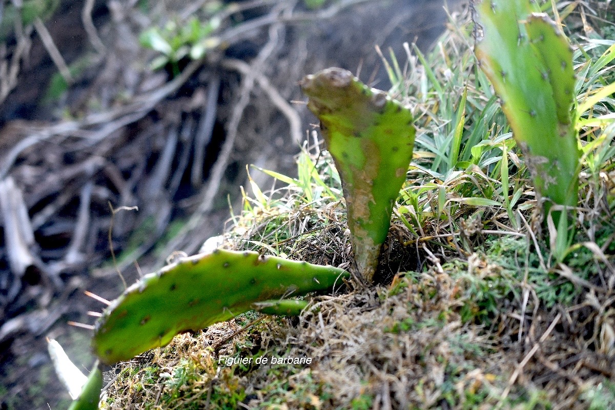 Opuntia ficus -indica figuier de barbarie Cactaceae Mexique 2111.jpeg