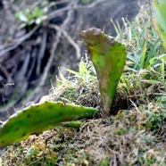 Opuntia ficus -indica figuier de barbarie Cactaceae Mexique 2111.jpeg