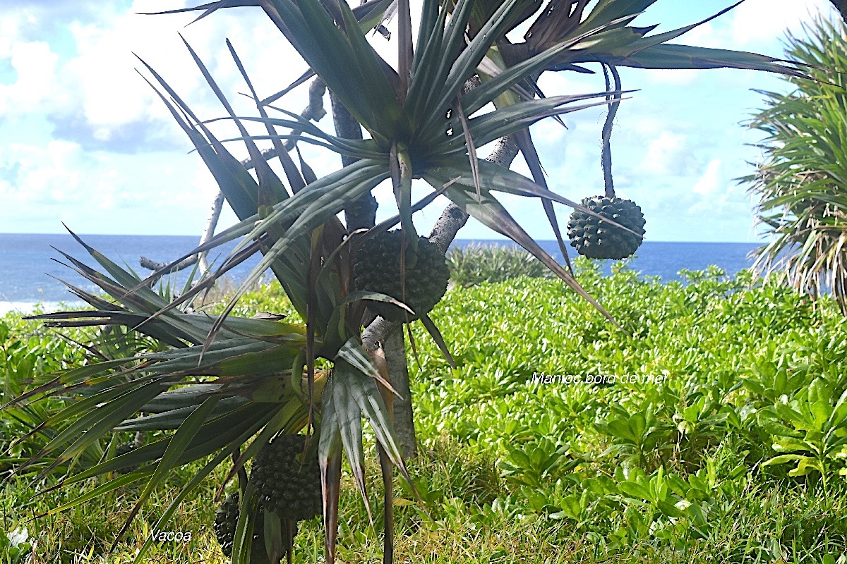 Pandanus utilis  Vacoa Pandanaceae 2071.jpeg