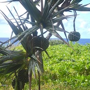 Pandanus utilis  Vacoa Pandanaceae 2071.jpeg