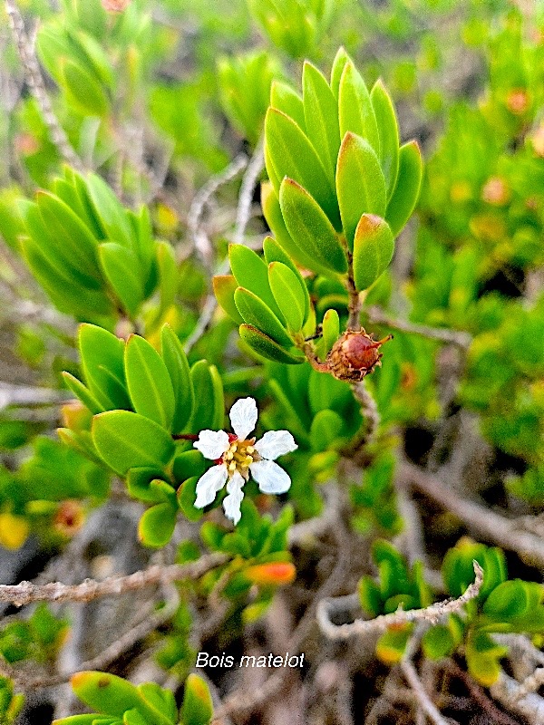 Pemphis acidula Bois matelot Lythra ceae Indigène La Réunion 326.jpeg